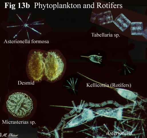 Loch Ness Phytoplankton and Rotifers